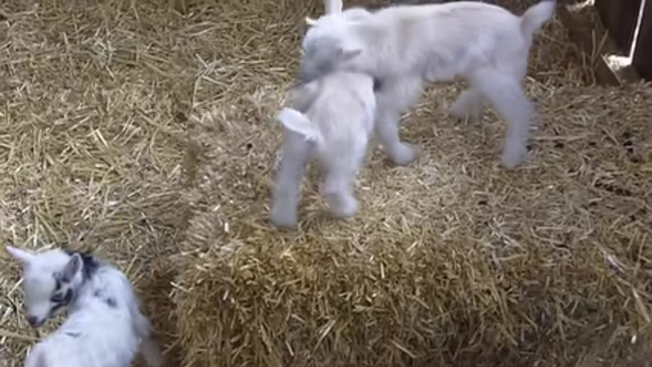 CUTE BABY GOATS _ Funny Newborn Goats