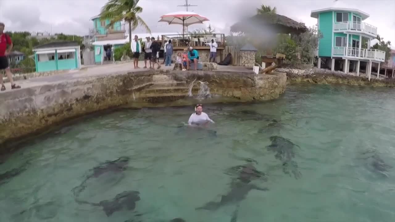 Staniel Cay Nurse Shark Swim