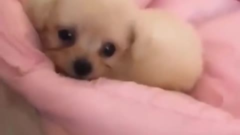Top Funny and Cute Dog Videos #short