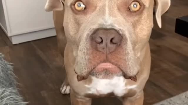 Dog training video|Dog short video|🐕🐕