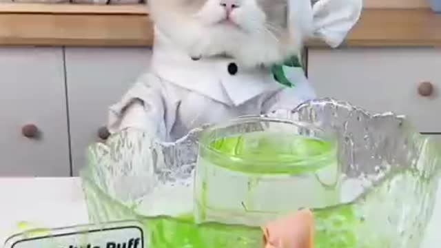 Taking things next level #thatneverhappened #thatlittlepuff #shorts