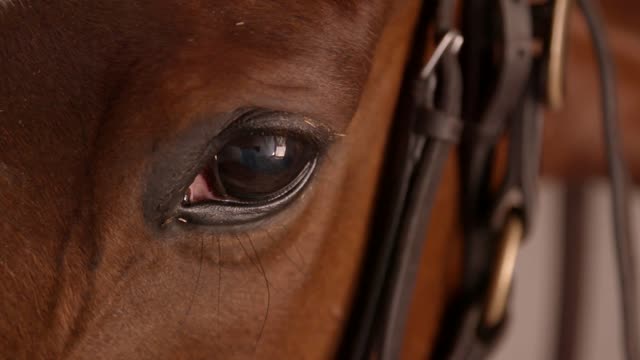 Racehorse Eye Closeup