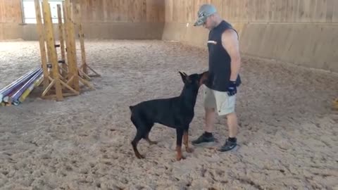 Super dog Training