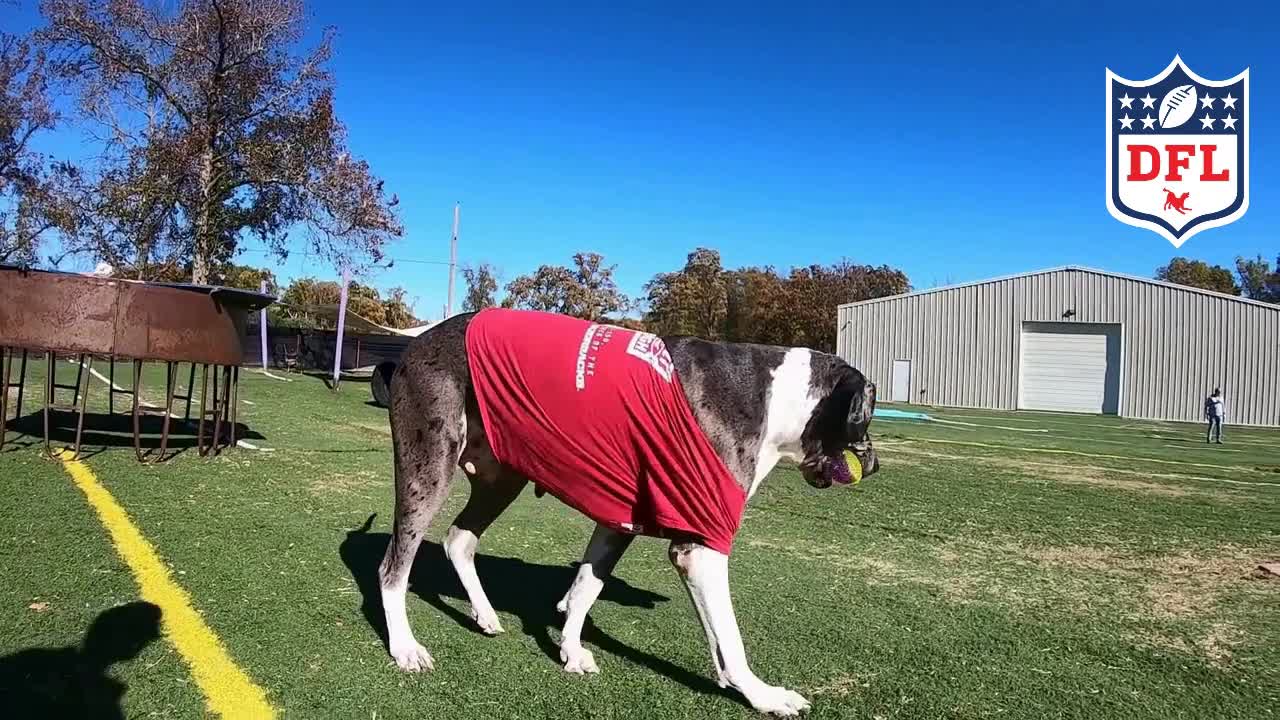 Coolwag Super Dog Bowl - German Shephard Growlers vs. Bad News Bulldogs