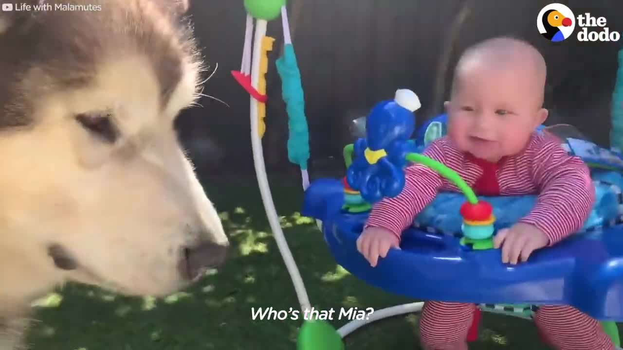 Giant Dog Is Obsessed With His Tiny Human Sister