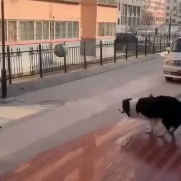 Paw-some Volleyball Showdown: Canine vs. Human!"