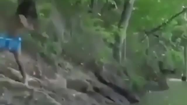 This is a beautiful and charming water-dwelling species