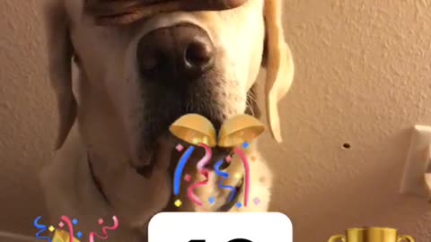 Dog holding treats in nose