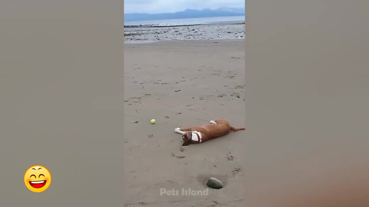 When dog 🐕 catch the ball funny 🤣 movement create