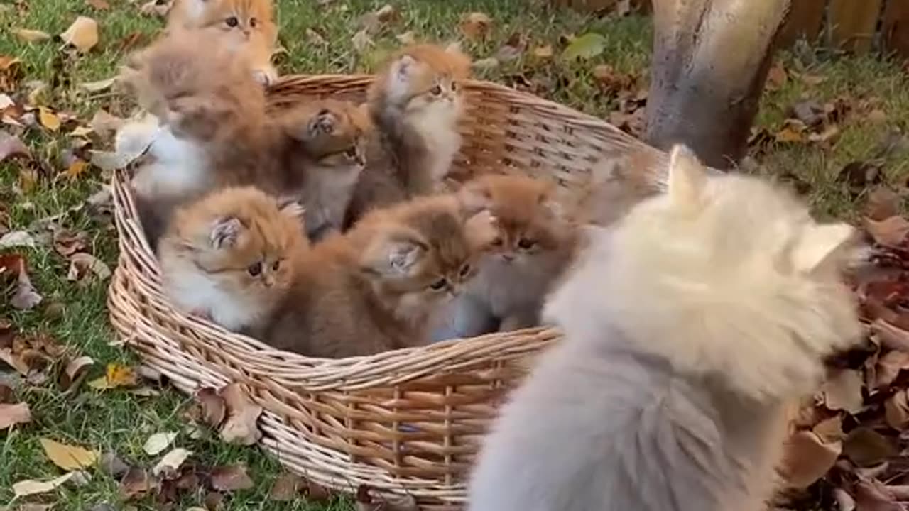 Very Cute Cats