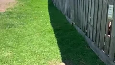 Puppy Friendly Fence