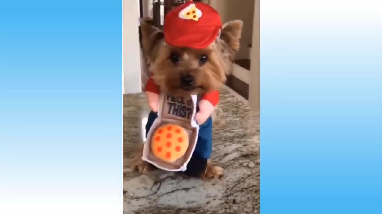 I heart pets 26