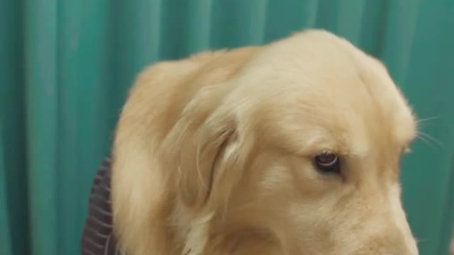 Dog short film - The Boss part 2