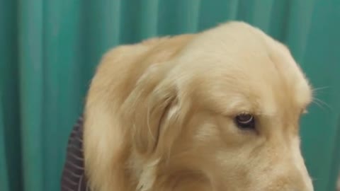 Dog short film - The Boss part 2