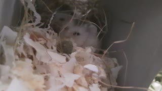 Cute hamster sits as it watches it's owner