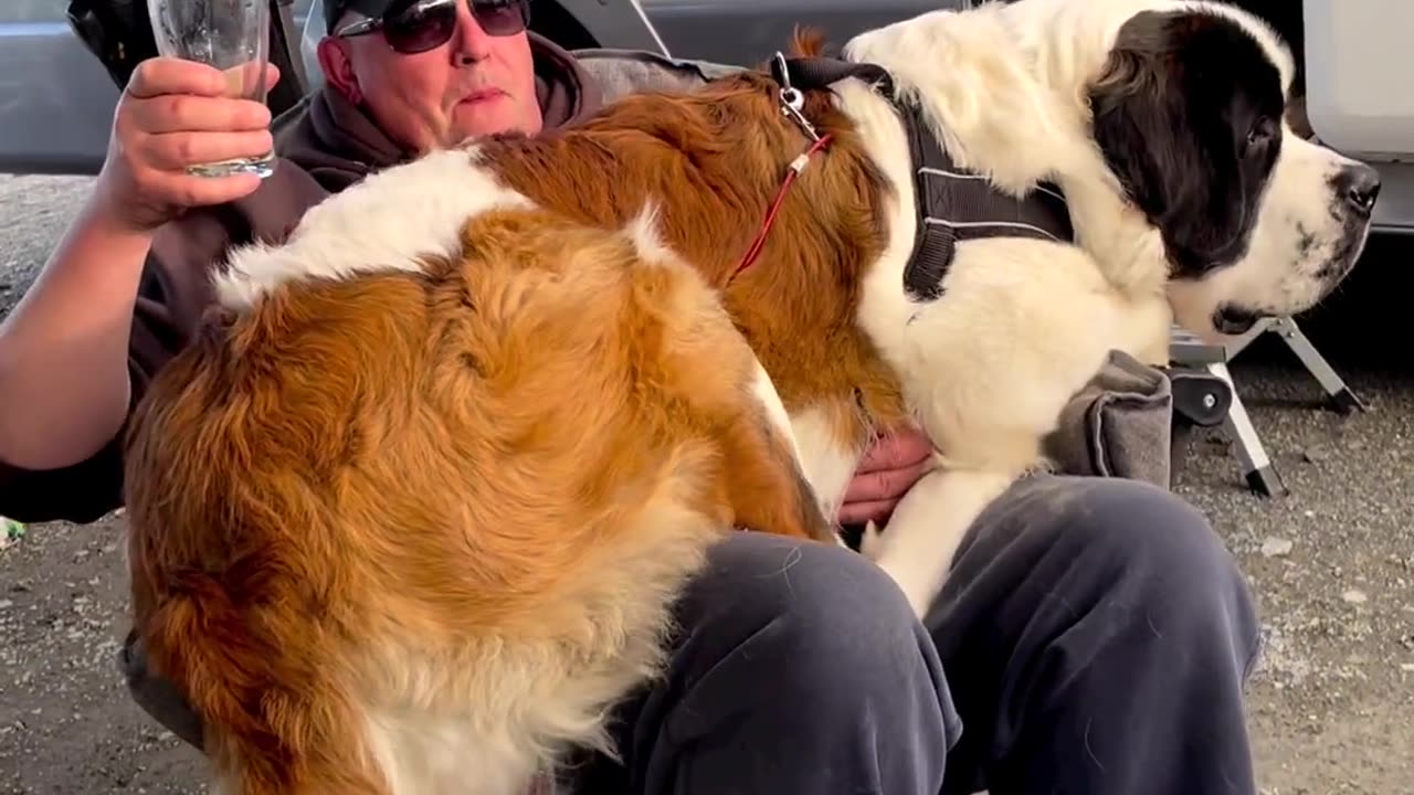 Massive Newfoundland Thinks He's A Tiny Lap Dog