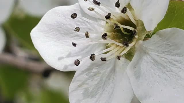 Nature, Flowers