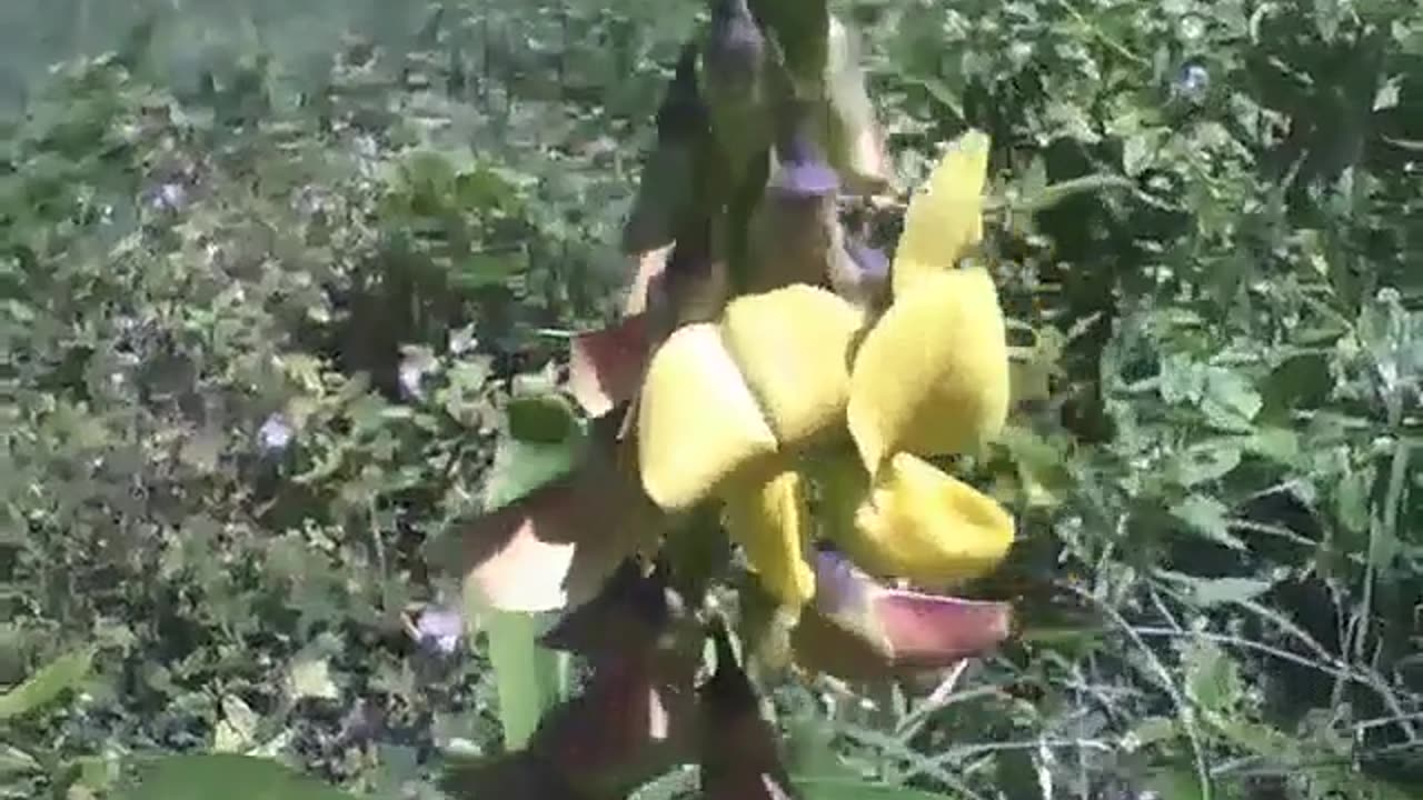 Crotalaria Breviflora flower is seen in the sand near of the beach [Nature & Animals]