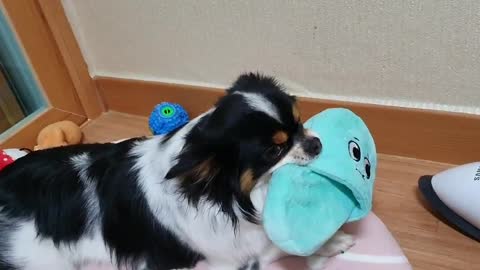 A dog that plays with toys.