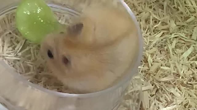 The baby hamster tasted the first green grapes of her life