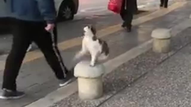 Stray Cat Sits on Sidewalk and Attacks Pedestrians