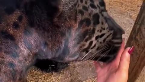 Black Jaguar Kisses!