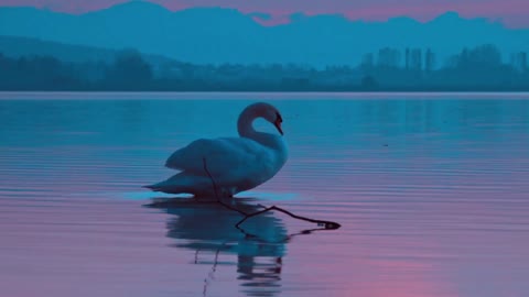 beautiful swan