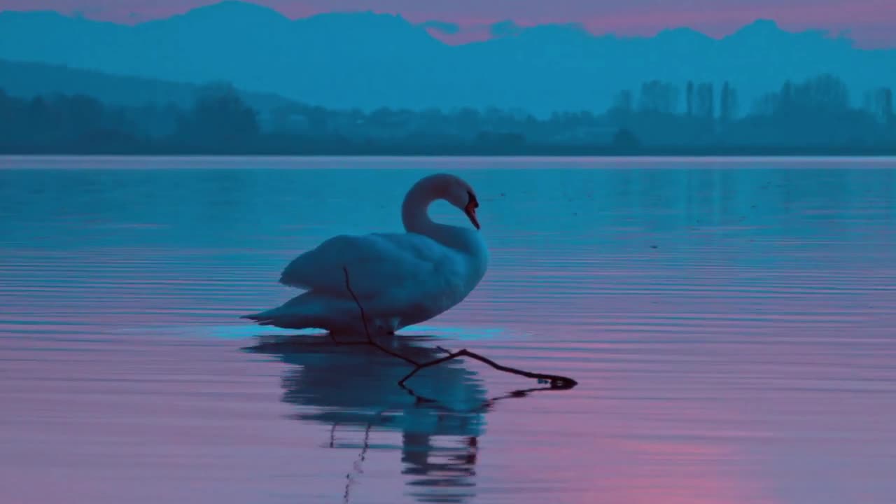 beautiful swan