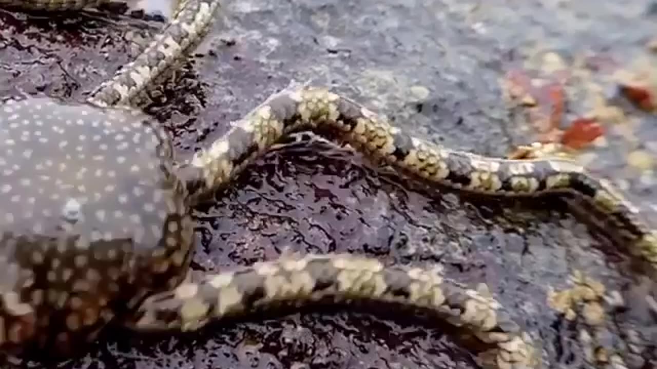 Sea Creature GoneViral #funnyvideos #satisfyingviedos2024