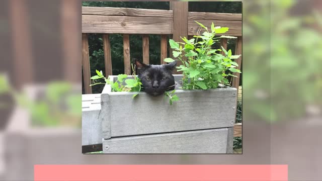 Challenge try not to laugh - cat videos - 99% fails