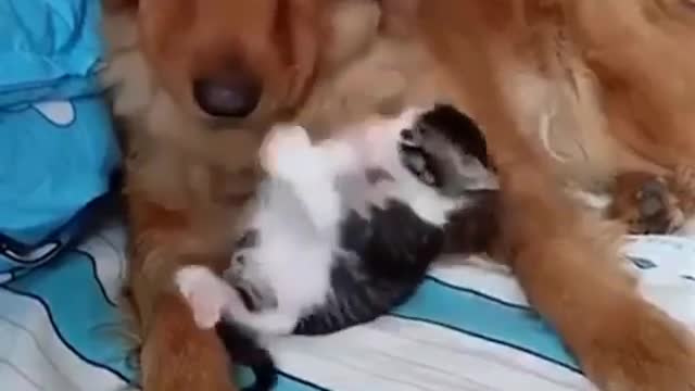 Cat and Dog Friendship