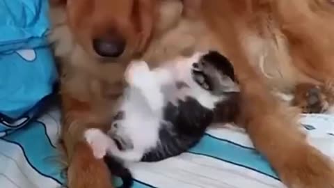 Cat and Dog Friendship