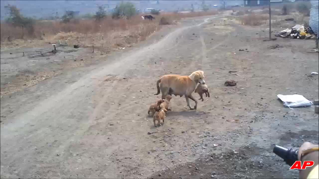 cachorrinho brincando com sua mãe