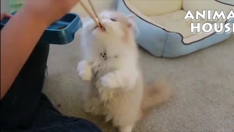 funny Cat eating lunch.. so cute!