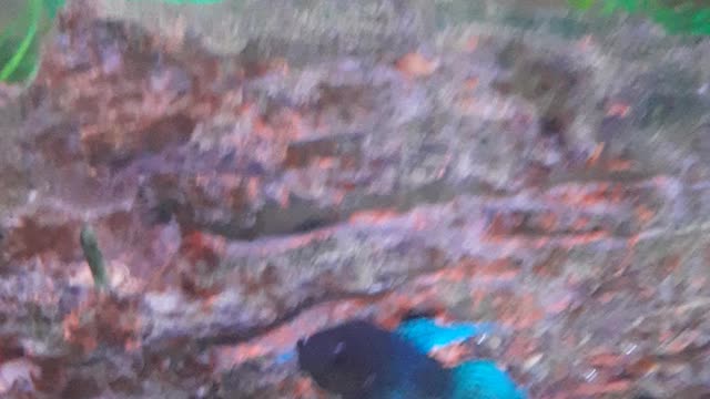 Blue betta