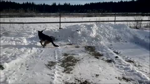 Dog funniest moments compilation #5