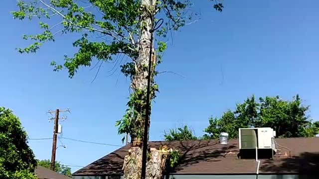 Casual yard work gone totally wrong
