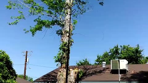 Casual yard work gone totally wrong