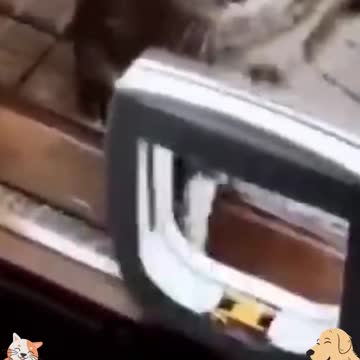 BOXER CAT👊👊👊👊👊