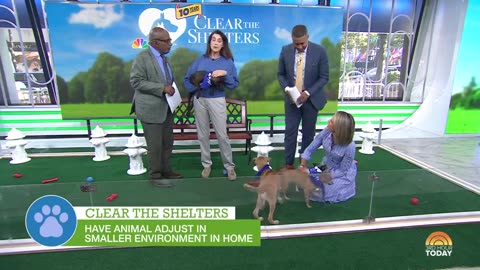 TODAY celebrates 10th anniversary of Clear the Shelters