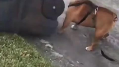 Funny dog video - Dog knocks over trash cans