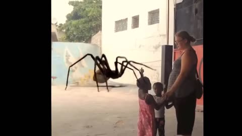The biggest spider ever!!