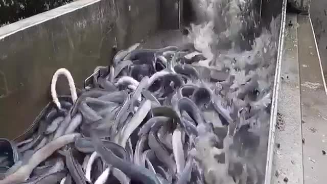 eel farms