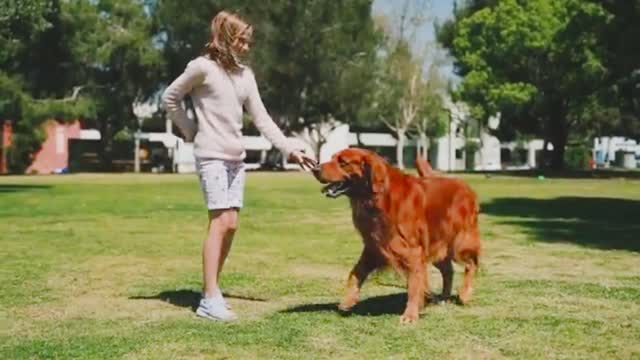 Cute dog, dog training