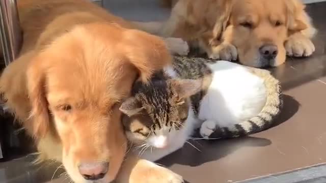 the dog sleep with the cat