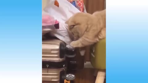 Funny cat video