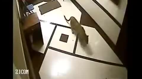 leopard killing a dog