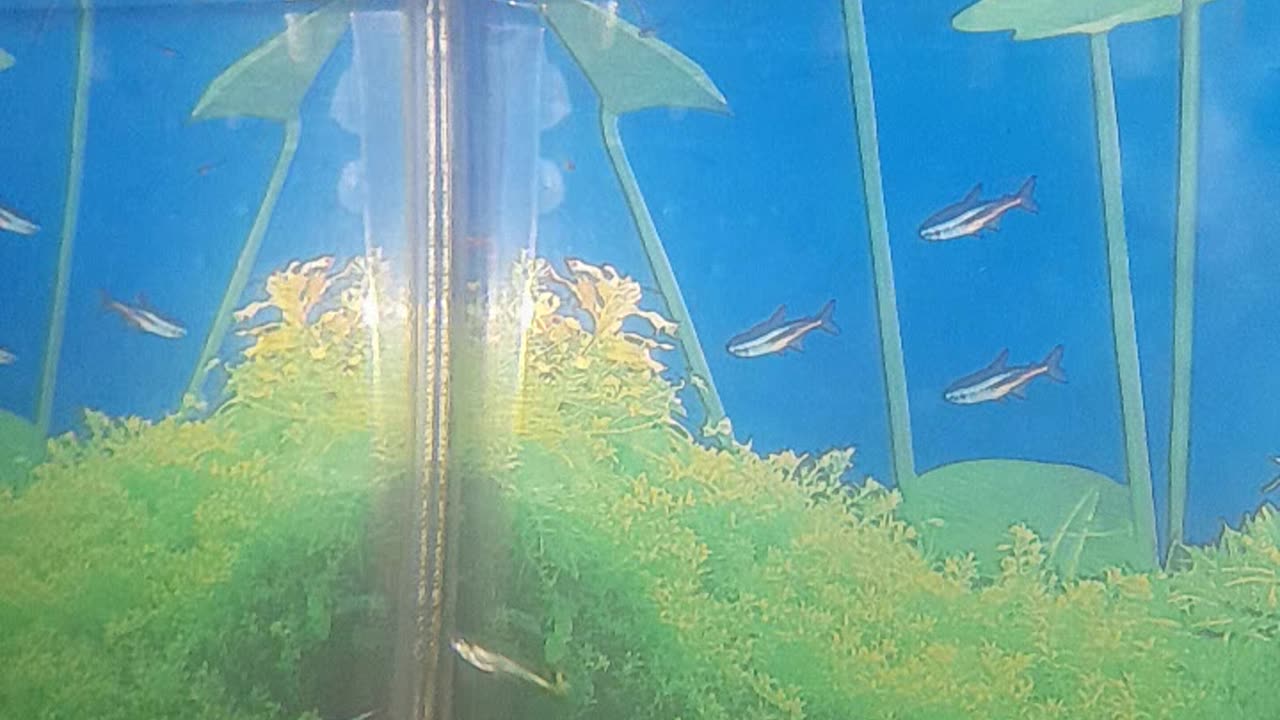 My brith today in my tank.this babay guppys are dumbo ear guppys