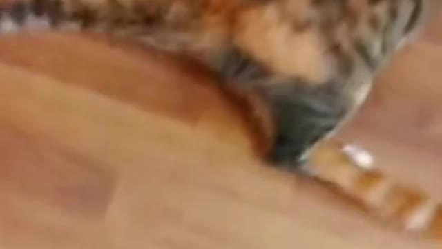 Cat video Playing Beautifull cat video Playing