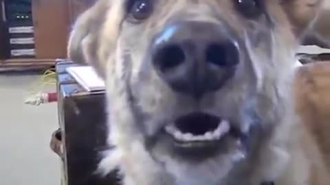 dog wants a bacon, talk to his owner.